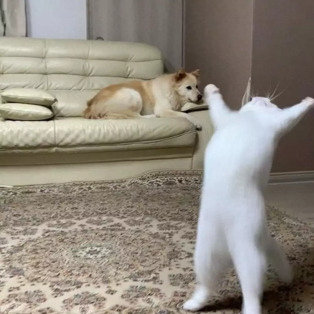 kucing nggak sengaja berpose © Instagram kucing nggak sengaja berpose © Instagram