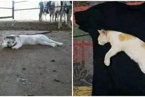 11 Momen lucu kucing nggak sengaja pose nyeleneh, kocak