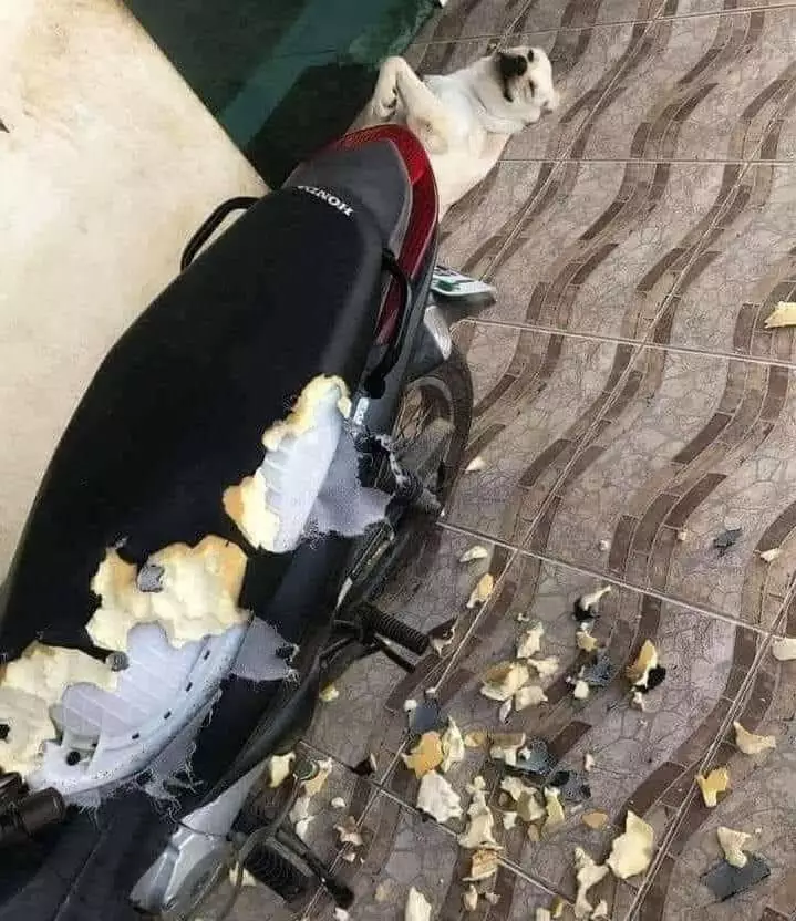 momen apes lagi parkir bingungin © berbagai sumber