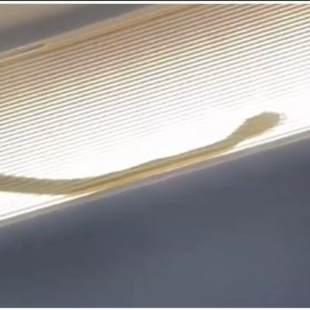 Viral penemuan ular di kabin, pesawat ini terpaksa mendarat darurat