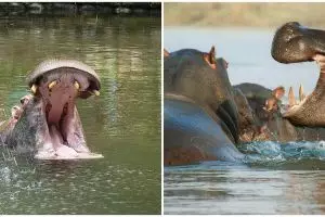 Kisah pria kehilangan tangan karena diserang kuda nil, bikin bergidik