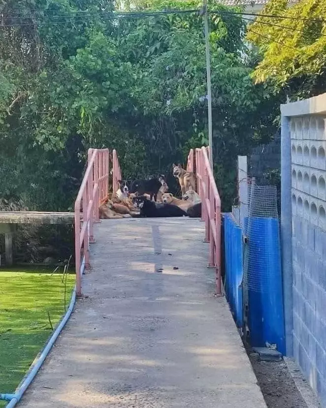 penampakan di jalan bikin mikir mau lewat © Instagram penampakan di jalan bikin mikir mau lewat © Instagram