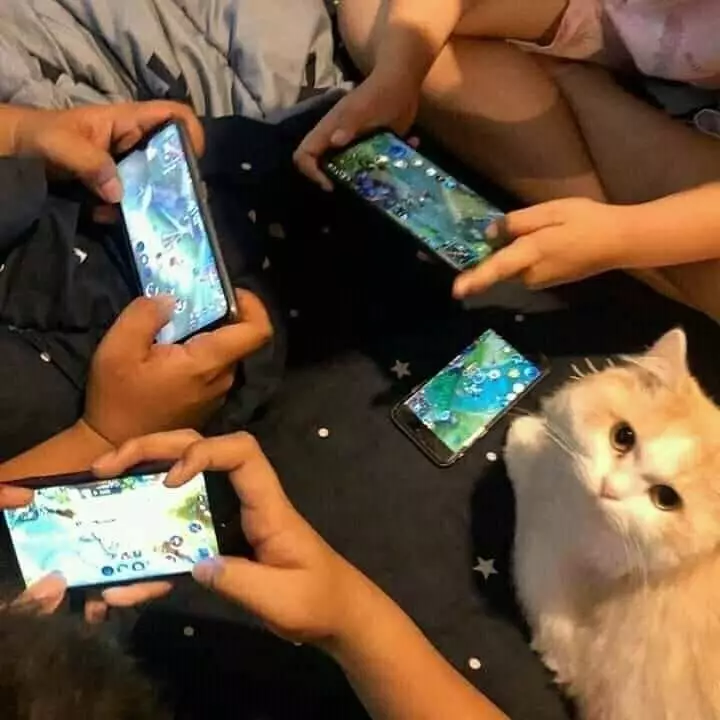 kucing akur sama manusia © Instagram kucing akur sama manusia © Instagram
