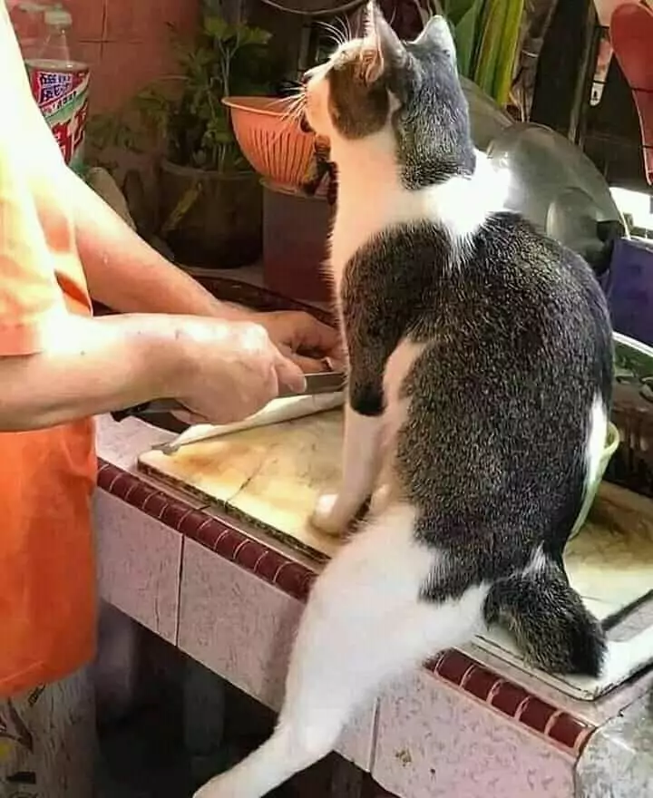 kucing akur sama manusia © Instagram kucing akur sama manusia © Instagram