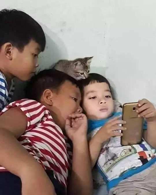 kucing akur sama manusia © Instagram kucing akur sama manusia © Instagram