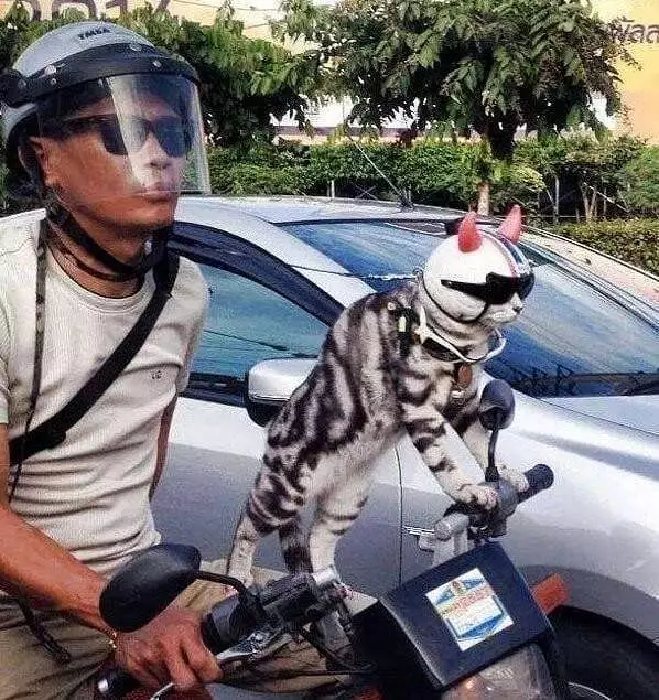 kucing akur sama manusia © Instagram kucing akur sama manusia © Instagram