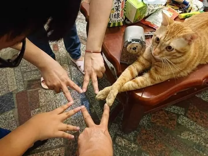 kucing akur sama manusia © Instagram kucing akur sama manusia © Instagram