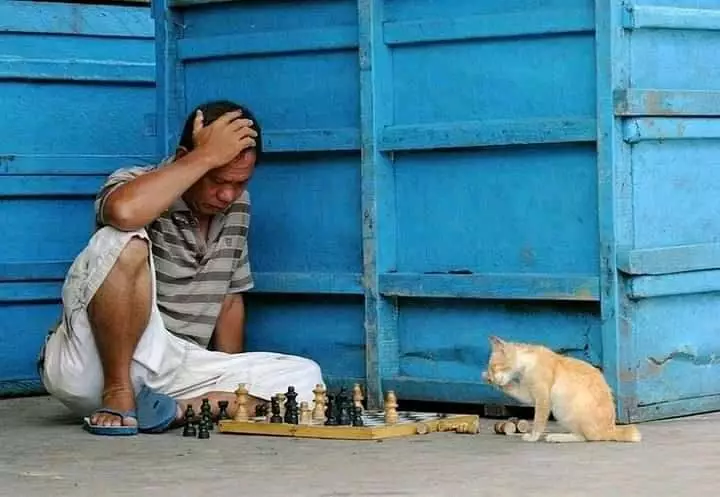 kucing akur sama manusia © Instagram kucing akur sama manusia © Instagram