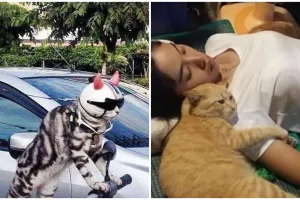 11 Potret lucu kucing kalau lagi akur sama manusia, main HP bareng