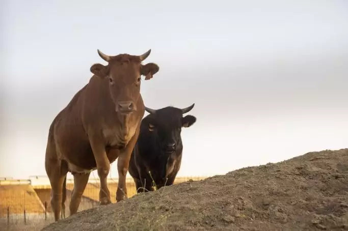 Arti mimpi dikejar sapi  © 2022 berbagai sumber 