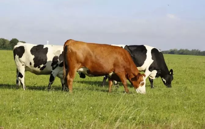 Arti mimpi dikejar sapi  © 2022 berbagai sumber 