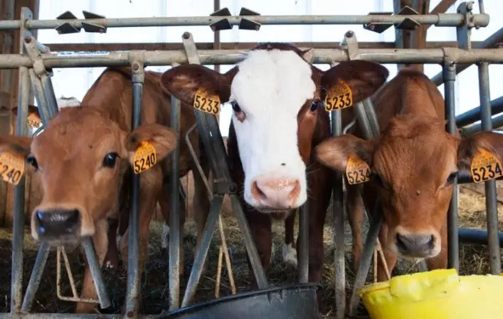 Arti mimpi dikejar sapi  © 2022 berbagai sumber 