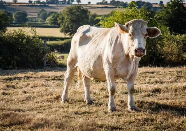 Arti mimpi dikejar sapi  © 2022 berbagai sumber 
