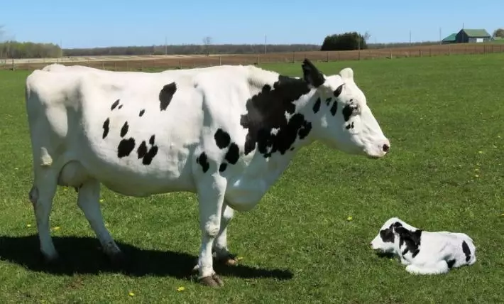 Arti mimpi dikejar sapi  © 2022 berbagai sumber 