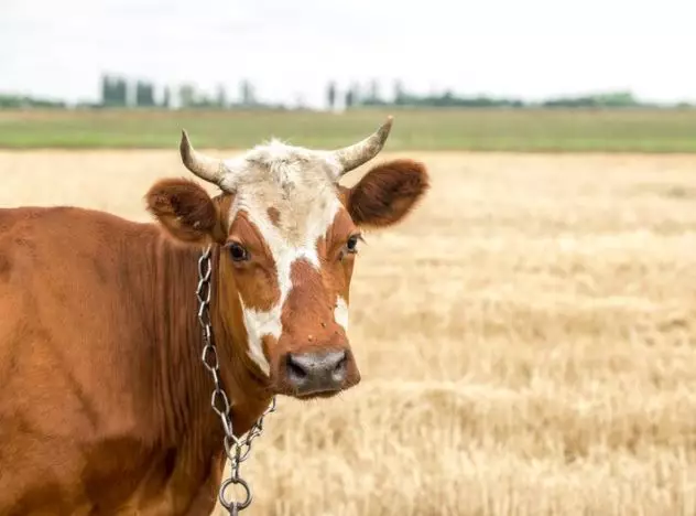 Arti mimpi dikejar sapi  © 2022 berbagai sumber 