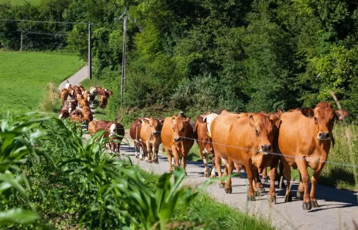 Arti mimpi dikejar sapi  © 2022 berbagai sumber 