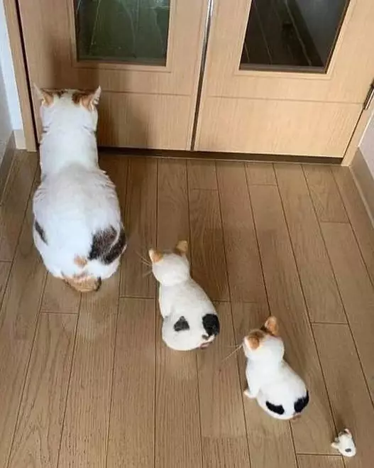 hewan dipotret dari belakang lucu © Instagram