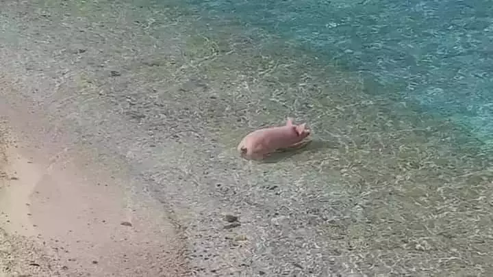 hewan dipotret dari belakang lucu © Instagram