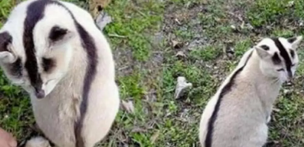 hewan dipotret dari belakang lucu © Instagram