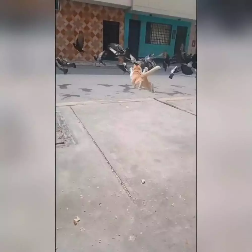 hewan dipotret dari belakang lucu © Instagram