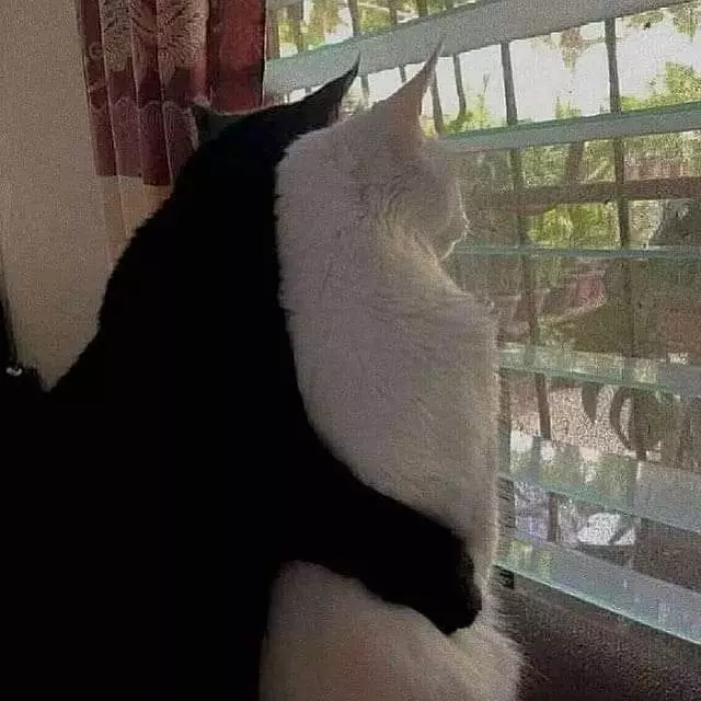 hewan dipotret dari belakang lucu © Instagram