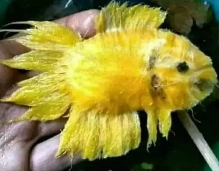 benda menyerupai binatang © berbagai sumber benda menyerupai binatang © berbagai sumber