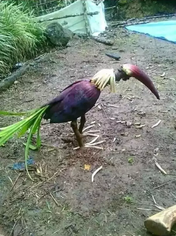 benda menyerupai binatang © berbagai sumber benda menyerupai binatang © berbagai sumber