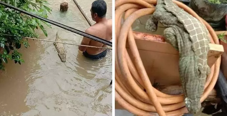 benda menyerupai binatang © berbagai sumber benda menyerupai binatang © berbagai sumber