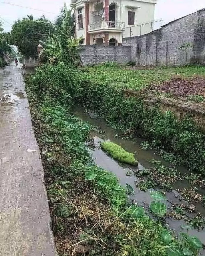 benda menyerupai binatang © berbagai sumber benda menyerupai binatang © berbagai sumber