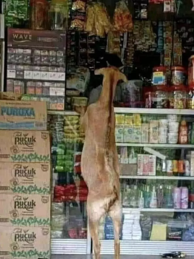 hewan ikut belanja © berbagai sumber hewan ikut belanja © berbagai sumber