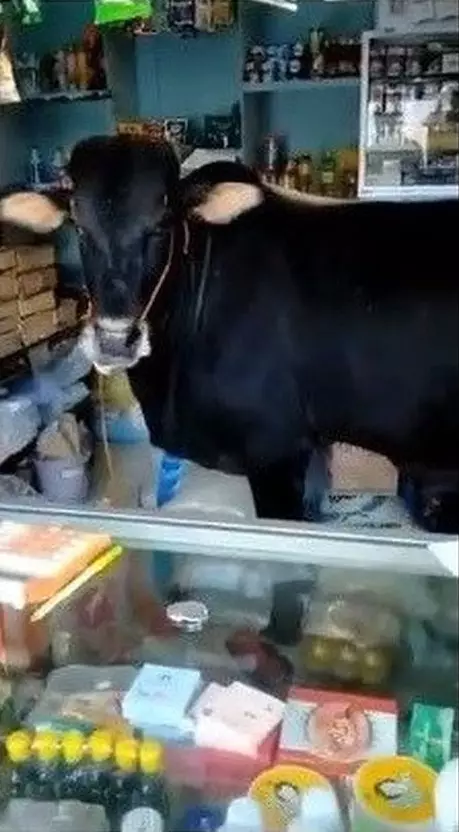 hewan ikut belanja © berbagai sumber hewan ikut belanja © berbagai sumber