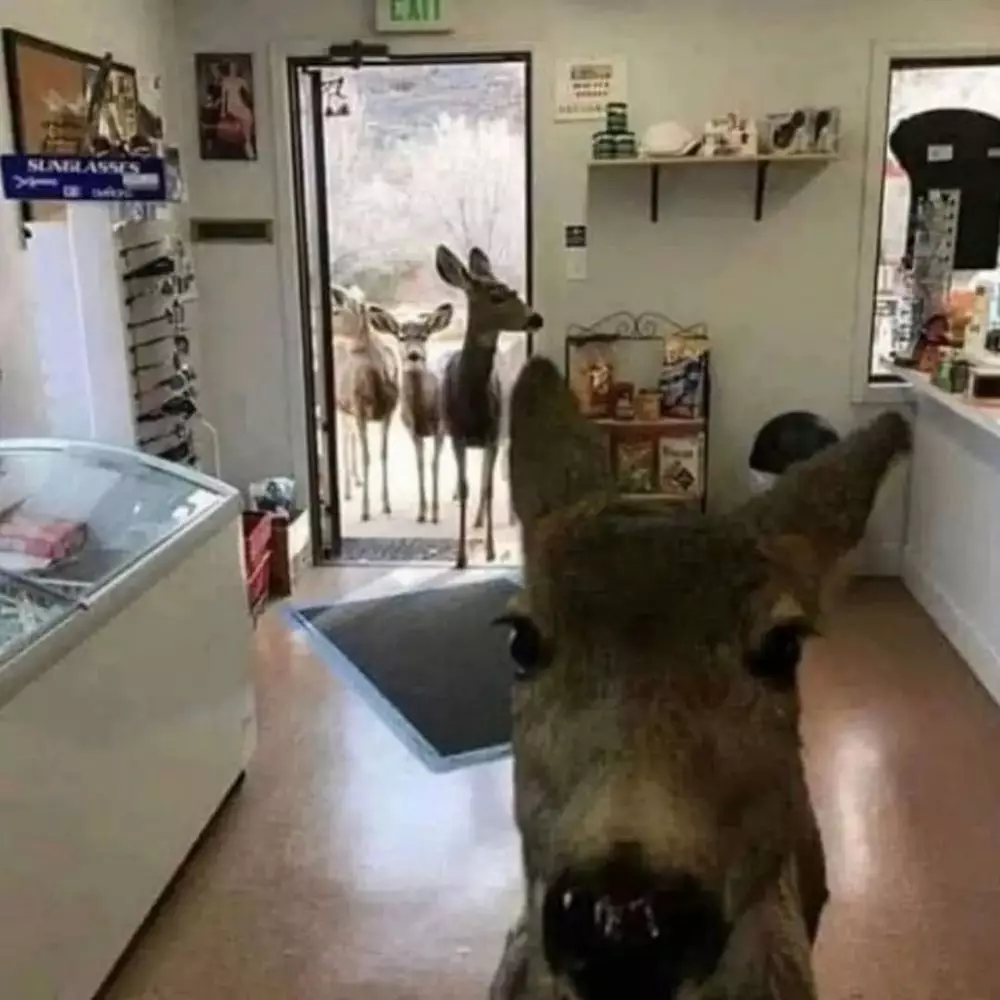 hewan ikut belanja © berbagai sumber hewan ikut belanja © berbagai sumber