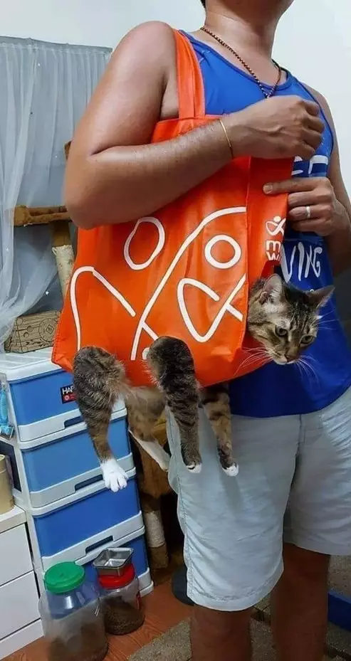 hewan ikut belanja © berbagai sumber hewan ikut belanja © berbagai sumber