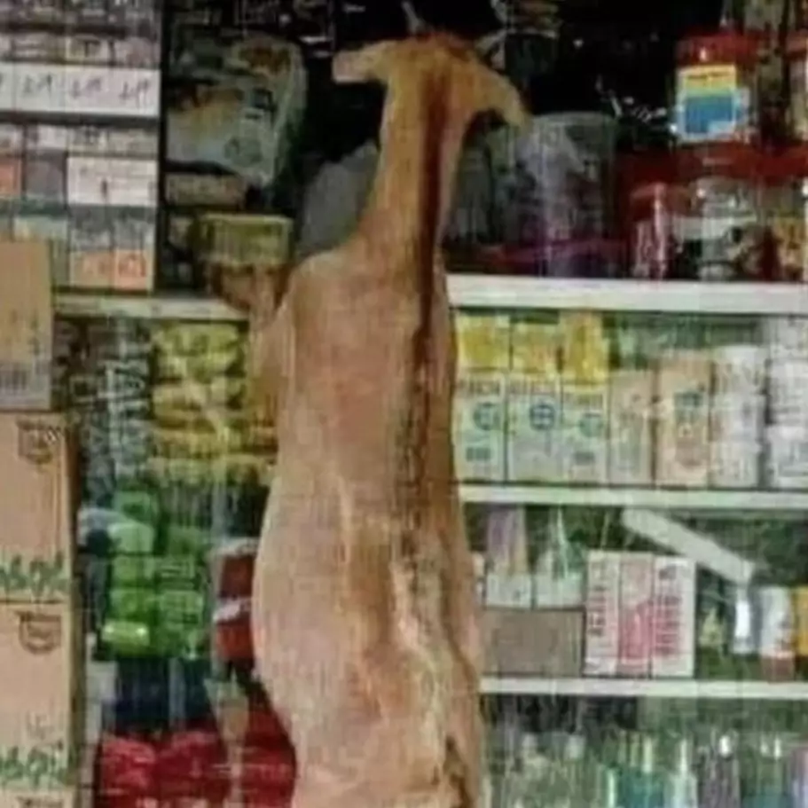 11 Momen kocak hewan ikut belanja bak manusia ini aksinya ada-ada aja