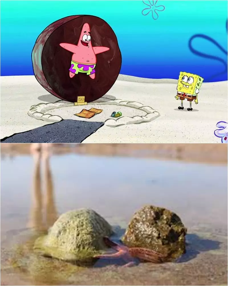 cocoklogi spongebob © berbagai sumber