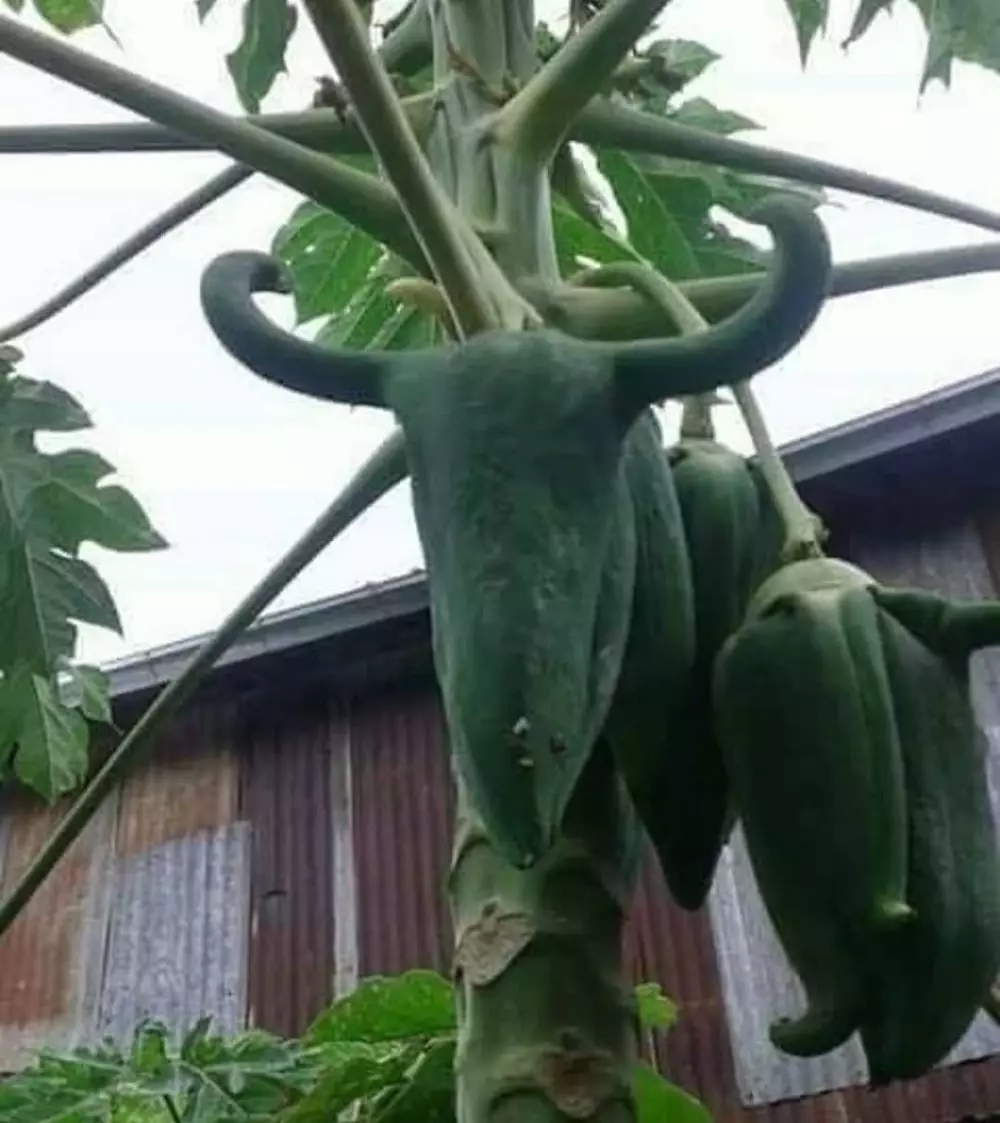 penampakan bahan dapur tapi nyeleneh © berbagai sumber penampakan bahan dapur tapi nyeleneh © berbagai sumber