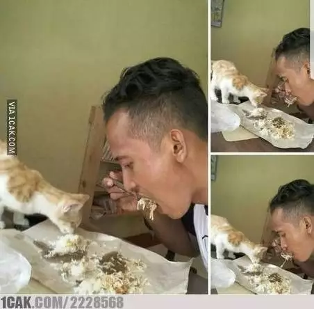 momen kucing mau mencuri makanan lucu © 1cak.com