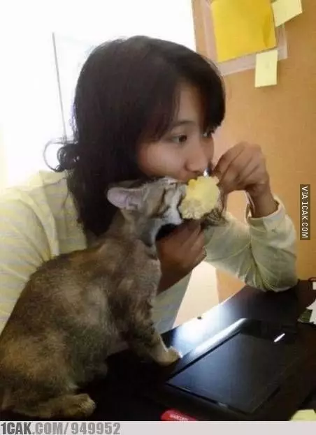 momen kucing mau mencuri makanan lucu © 1cak.com