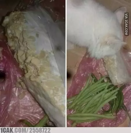 momen kucing mau mencuri makanan lucu © 1cak.com