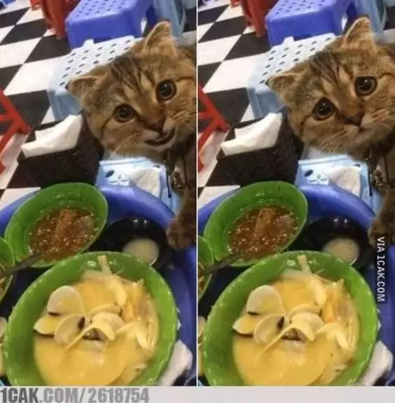 momen kucing mau mencuri makanan lucu © 1cak.com