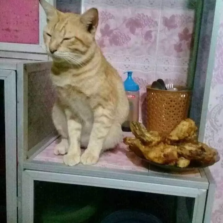 momen kucing mau mencuri makanan lucu © 1cak.com