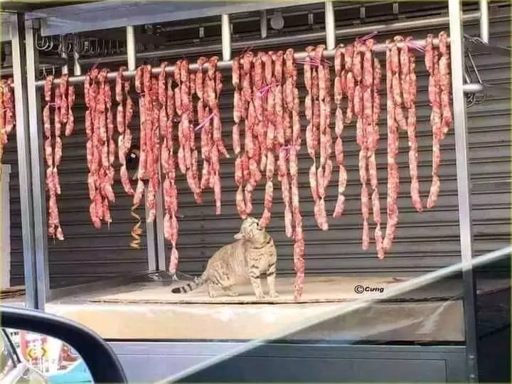 momen kucing mau mencuri makanan lucu © 1cak.com