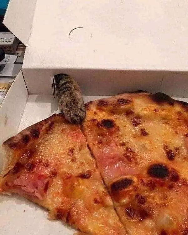 momen kucing mau mencuri makanan lucu © 1cak.com