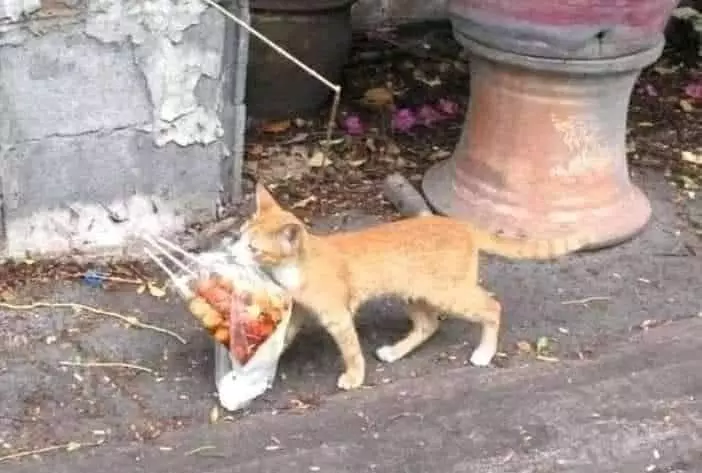 momen kucing mau mencuri makanan lucu © 1cak.com