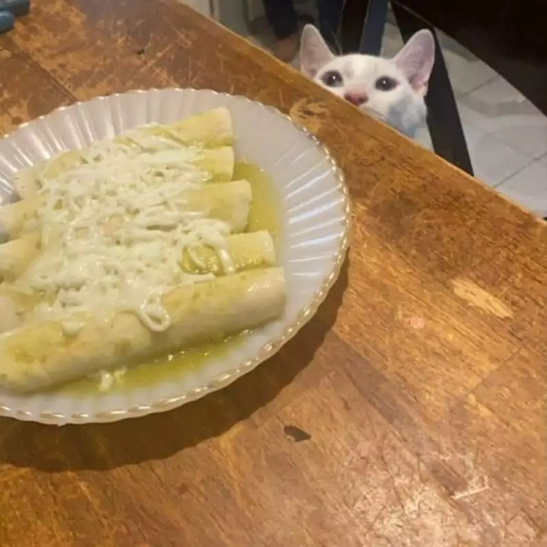 momen kucing mau mencuri makanan lucu © 1cak.com