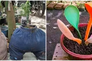 15 Potret lucu tanaman hias ini penampakannya bikin dahi berkerut