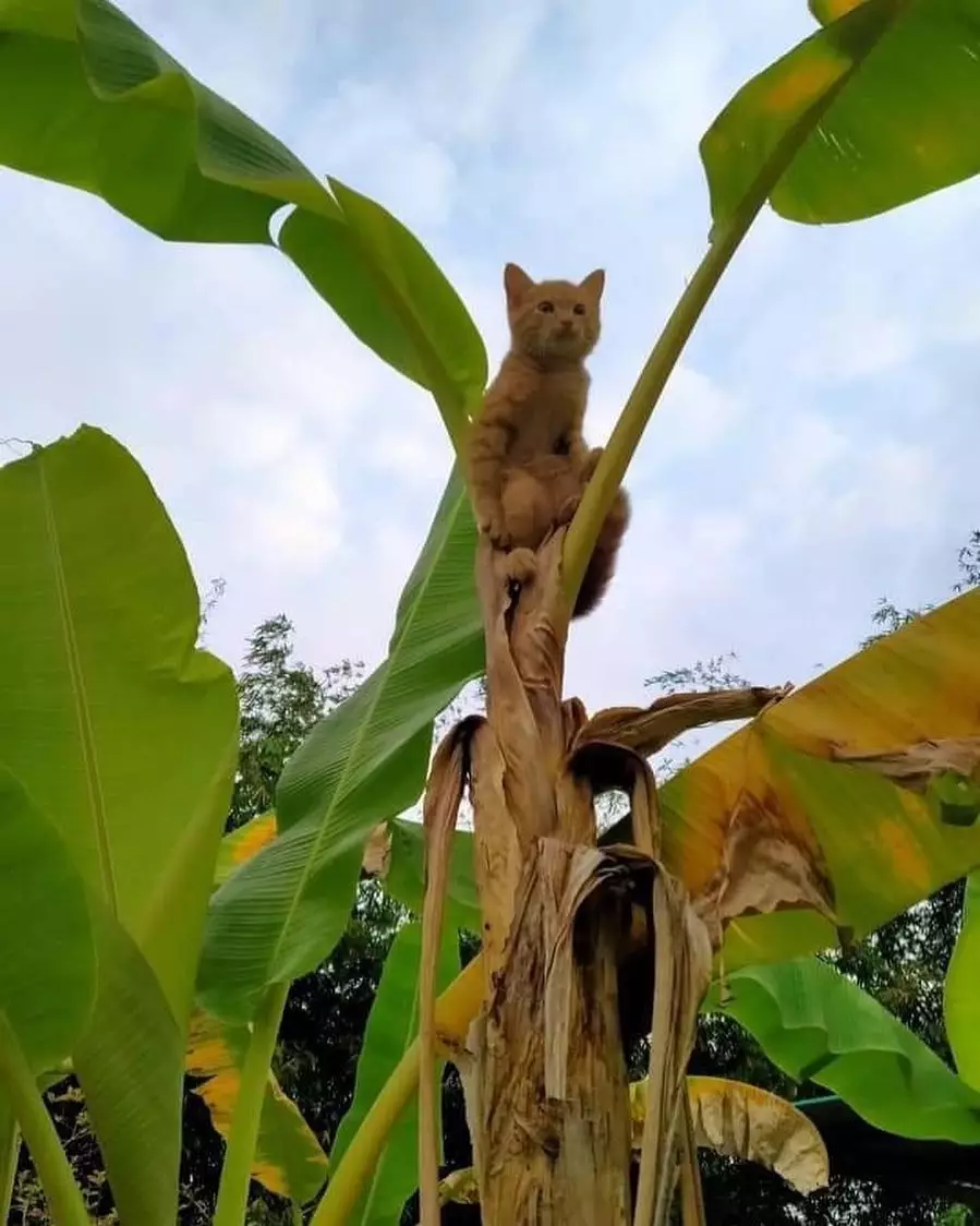 hewan difoto posenya lucu © Instagram