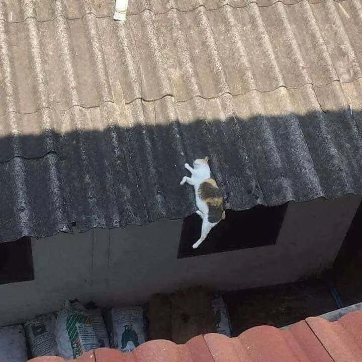 hewan difoto posenya lucu © Instagram