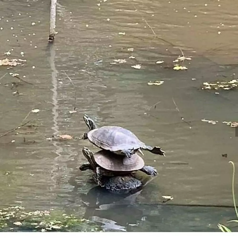 hewan difoto posenya lucu © Instagram