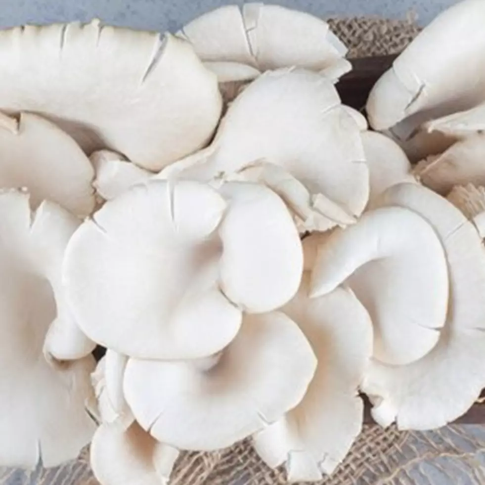 7 Cara tepat menyimpan jamur tiram, segarnya awet hingga seminggu